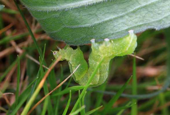 绿色吐丝的虫子是什么？虫体长植物-图2