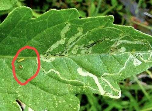 绿色吐丝的虫子是什么？虫体长植物-图3