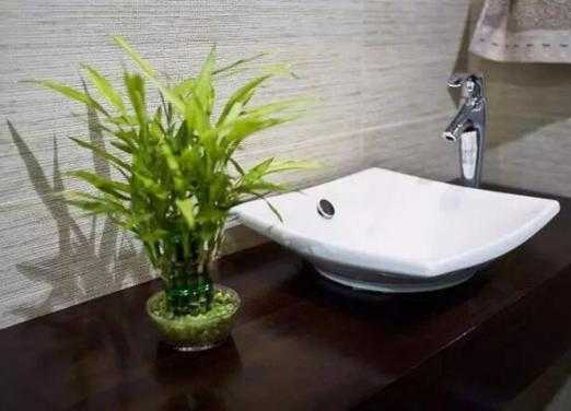 厕所对着大门养什么植物最好？挡煞植物排行-图3