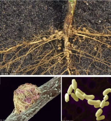 根瘤菌是什么？植物根生菌