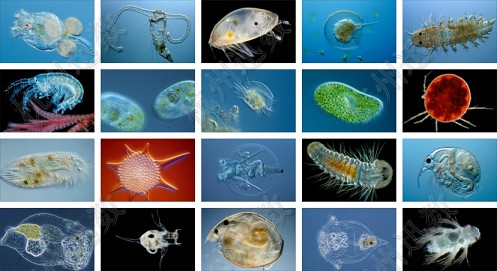 浮游生物指的是什么概念？浮游植物是-图1