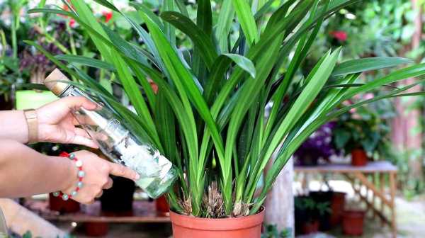 盆栽兰花的养殖方法和注意事项（盆栽兰花的养殖方法和注意事项视频）