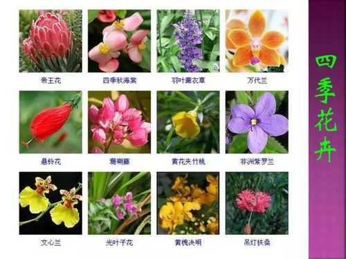 花的各部分名称是什么？植物的花包括哪些