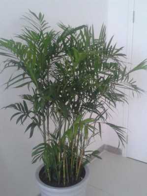 叶子像竹子，是什么植物？像竹子叶子的植物-图3
