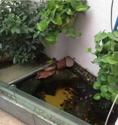 龟池放什么植物能净化水质？龟池放什么植物好-图3