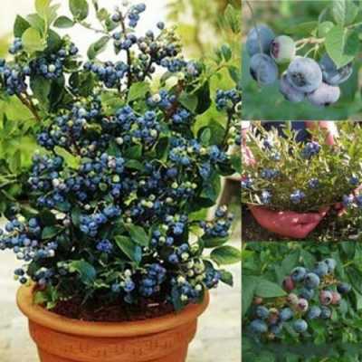 蓝莓一年只结一次果会不会太不划算？蓝莓是多年生植物吗