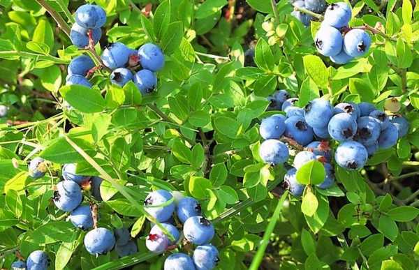 蓝莓一年只结一次果会不会太不划算？蓝莓是多年生植物吗-图3