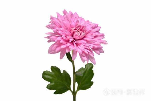 白菊花谢了之后为什么会变成粉红色？开白花的植物大全图片