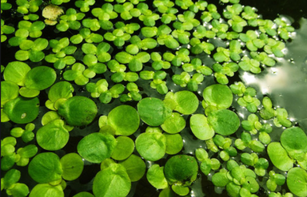 常见的水中生长的植物有哪些？浮在水面的植物的品种