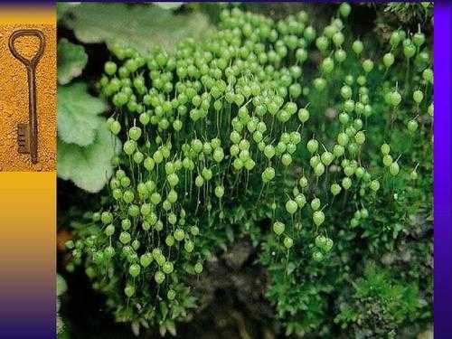 藻类植物特点？苔类植物是什么植物
