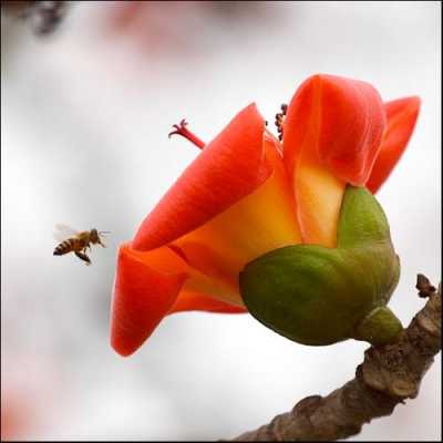 木棉花靠什么传粉?蜜蜂可以帮助木棉花传粉吗？风传植物-图1