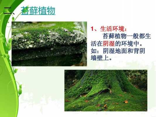 苔藓植物形态结构与生活史实验报告？苔藓植物植物体图片
