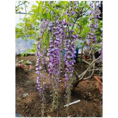 熊野紫藤的特征是什么？紫藤植物特性-图2