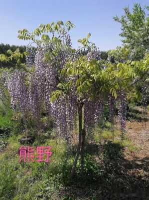 熊野紫藤的特征是什么？紫藤植物特性-图1