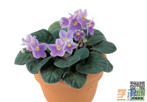 紫罗兰花的养植方法（紫罗兰花的养殖方法和注意事项）