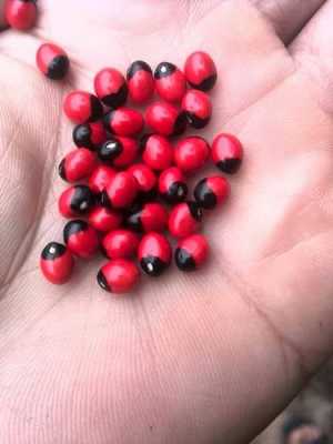 这是什么植物的种子，红色的有一点黑色的？红色有毒植物-图1