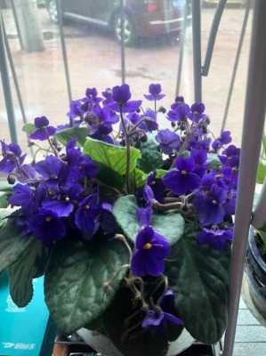 紫罗兰花朵大不大（紫罗兰有花苞吗）