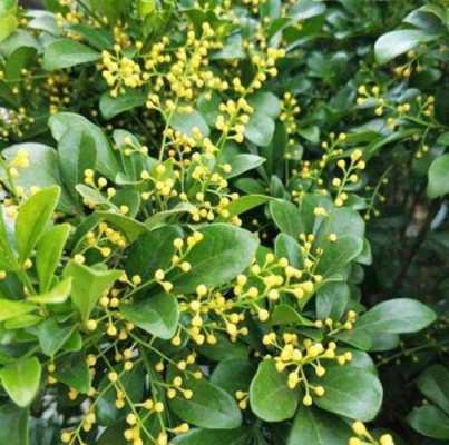 米兰花花期多长时间(米兰花花期多久)-图2 米兰花花期多长时间(米兰花花期多久)-图2