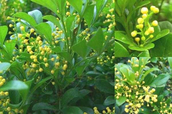 米兰花花期多长时间(米兰花花期多久)-图3 米兰花花期多长时间(米兰花花期多久)-图3