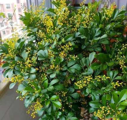 米兰花花期多长时间(米兰花花期多久)-图1 米兰花花期多长时间(米兰花花期多久)-图1