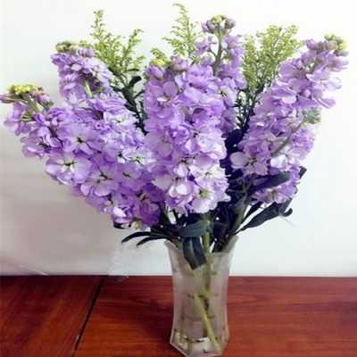 紫色紫罗兰花（紫色紫罗兰花语寓意）