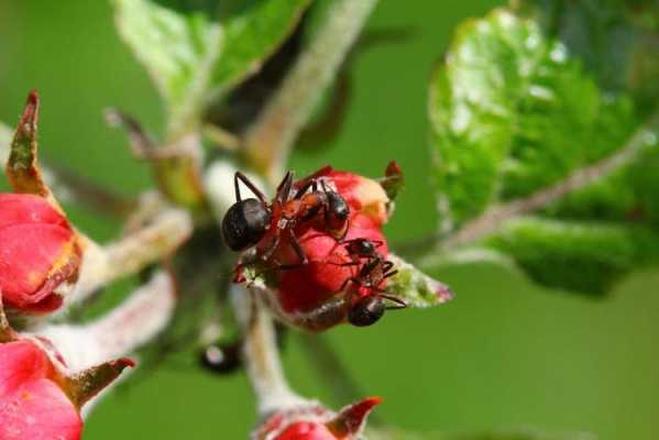 蚂蚁对植物有什么危害？蚂蚁怕植物