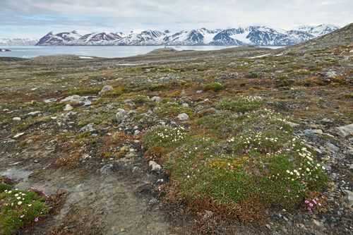 北冰洋冰川有植物吗？农村保温植物-图2