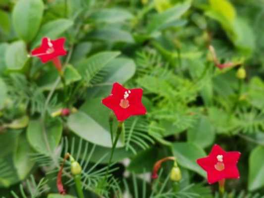 有人认识这种开五角星花瓣的植物叫什么吗？朋友在南京拍的，感谢~？星星花朵植物