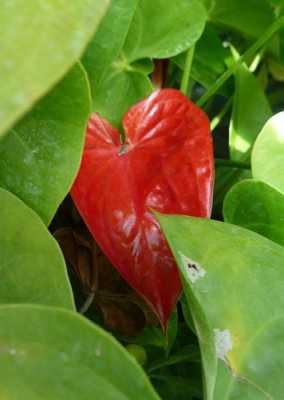 叶背红色的植物是什么？植物将军叶