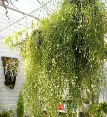 耐寒耐萌的垂盆植物有哪些？垂莲植物