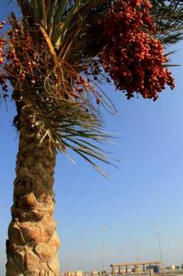 枣椰树在西亚分布在什么地方？土耳其盛产植物-图2