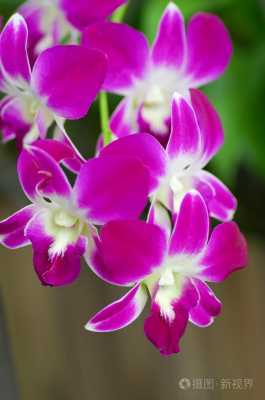 紫色兰花有什么花语（紫色兰花的花语和象征意义）-图1