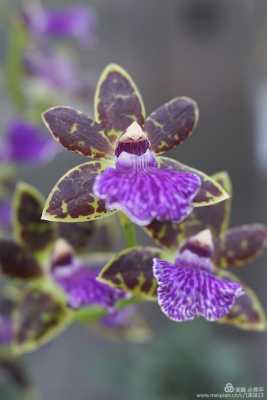 紫色兰花有什么花语（紫色兰花的花语和象征意义）-图2