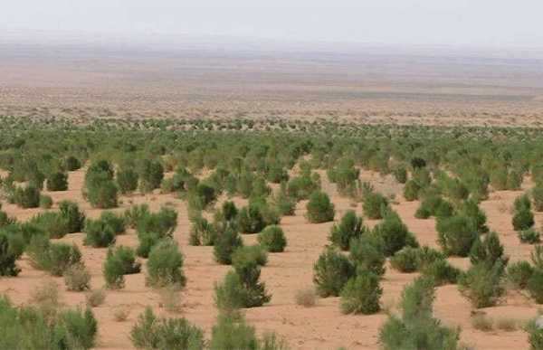 沙漠种树的好处与坏处？家养沙漠植物
