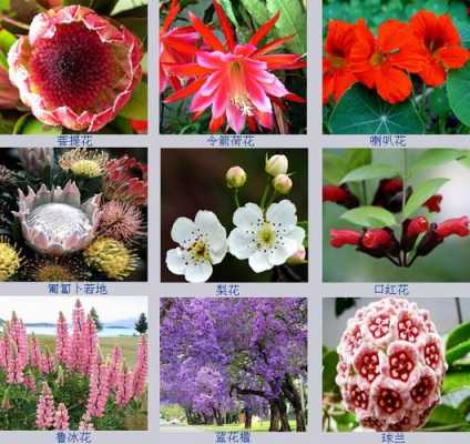 什么是花卉，有什么特点？植物花卉分类