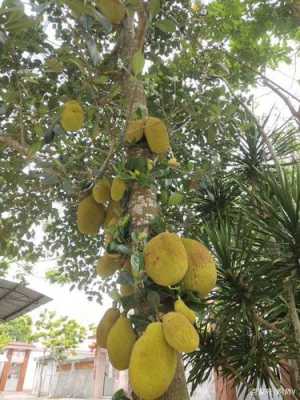 菠萝蜜树可以种在家门口吗？凤梨植物风水