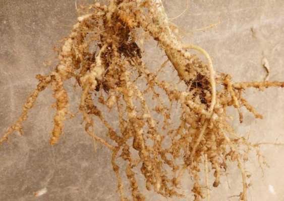 什么是根结线虫？植物线虫生长
