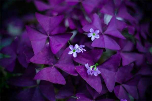 西藏紫色的花叫什么名字？植物紫色醡浆草-图3