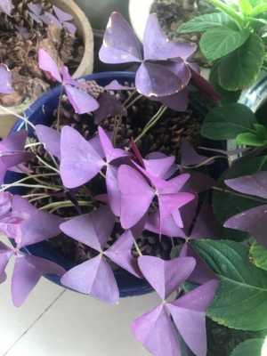 西藏紫色的花叫什么名字？植物紫色醡浆草-图2