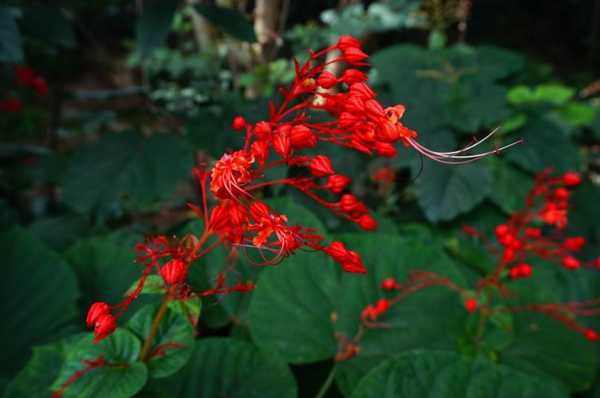 红花仙是什么？植物状元红花