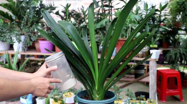 君子兰在打花苞时怎么管理？例如浇水，施肥？植物花蕾期施肥