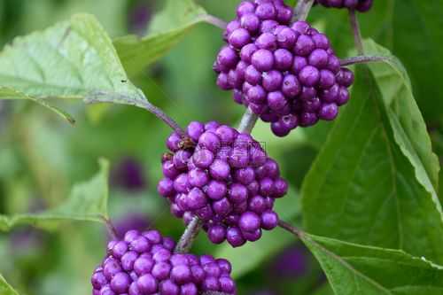 紫色的水果都有什么？紫色有关的植物-图3