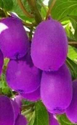 紫色的水果都有什么？紫色有关的植物-图1