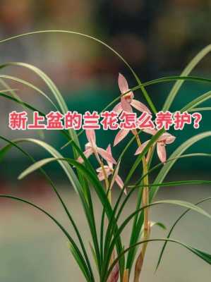 精品兰花养护（养护兰花的基本常识）