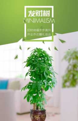 客厅大型盆栽选什么品种大气？客厅高盆植物-图3
