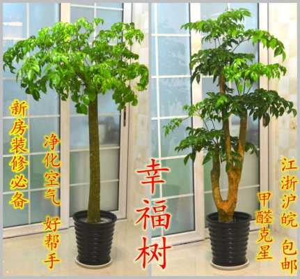 客厅大型盆栽选什么品种大气？客厅高盆植物-图2