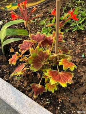 什么变色花不同的季节有不同的颜色？天气冷植物变色-图3