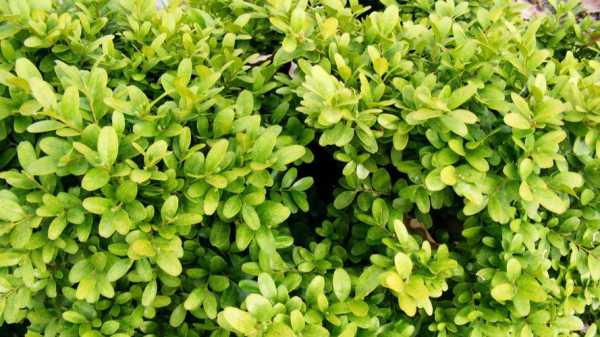 小叶黄杨和米兰有什么区别？米兰植物什么科