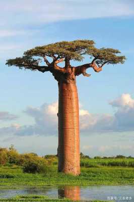 世界上生长最长的树是什么树？生长最长的植物