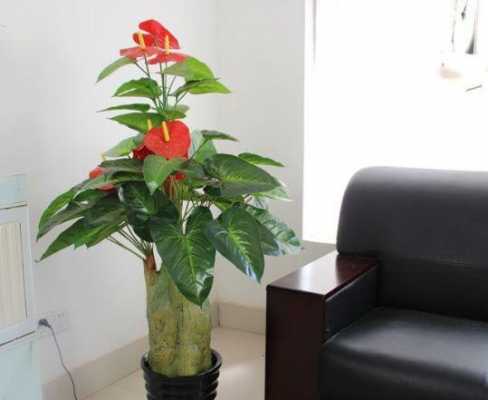 办公室领导桌上十大吉利的花？吉祥植物花图片